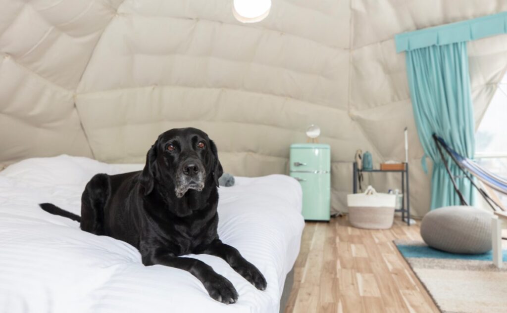 星が綺麗にみえるキャンプ場　愛犬　関東