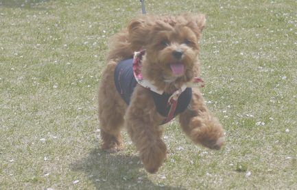 関東で愛犬と泊まれる星が綺麗なキャンプ場