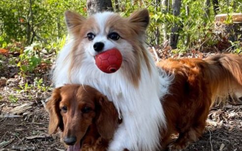 関東で愛犬と泊まれる星が綺麗なキャンプ場