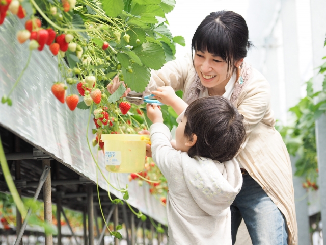 愛知県 いちご狩り 子連れ